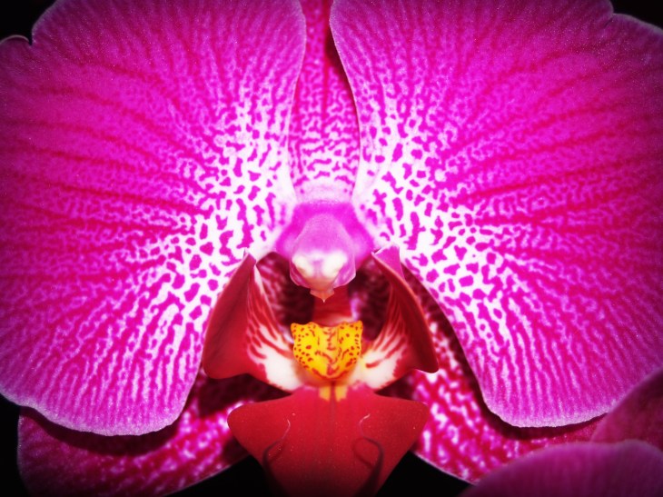 Orchidee simbolo de la vulva